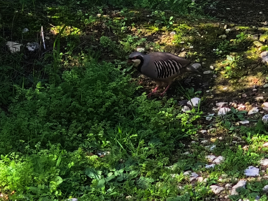 Góropatwa azjatycka, kuropatwa górska (Alectoris chukar)