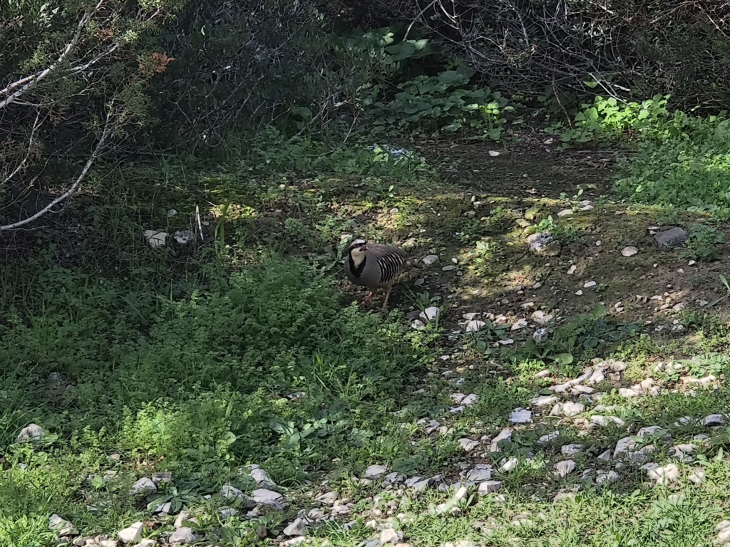Góropatwa azjatycka, kuropatwa górska (Alectoris chukar)
