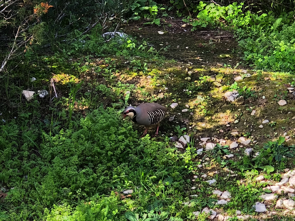 Góropatwa azjatycka, kuropatwa górska (Alectoris chukar)