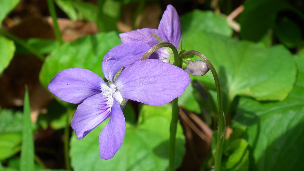 Fiołek wonny (Viola odorata)