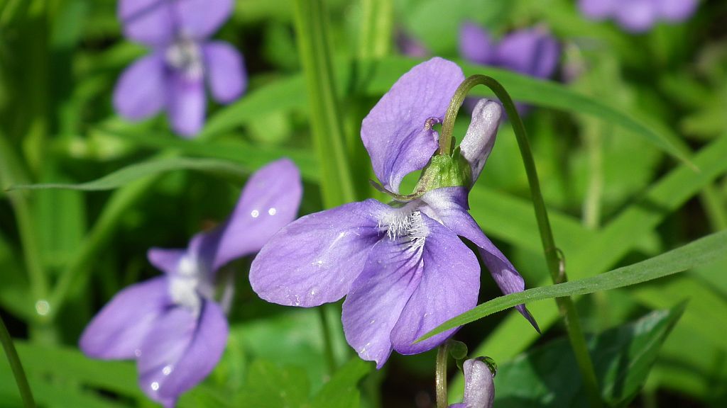 Fiołek wonny (Viola odorata)