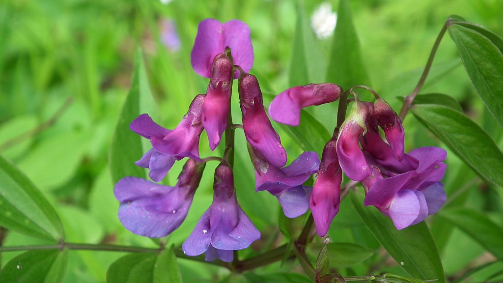 Groszek wiosenny (Lathyrus vernus)