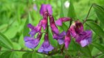 Groszek wiosenny (Lathyrus vernus)