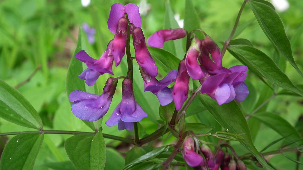 Groszek wiosenny (Lathyrus vernus)