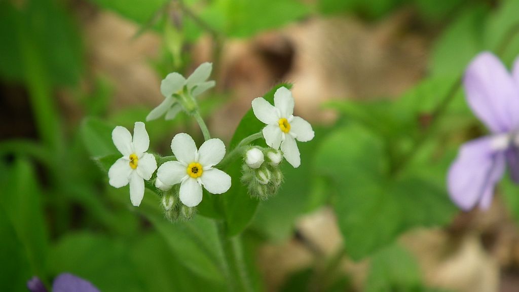 Niezapominajka błotna biała (Myosotis palustris alba)