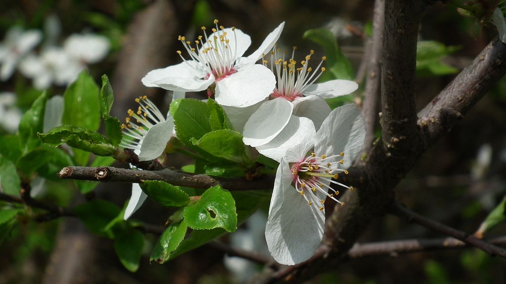 .Śliwa (Prunus L)