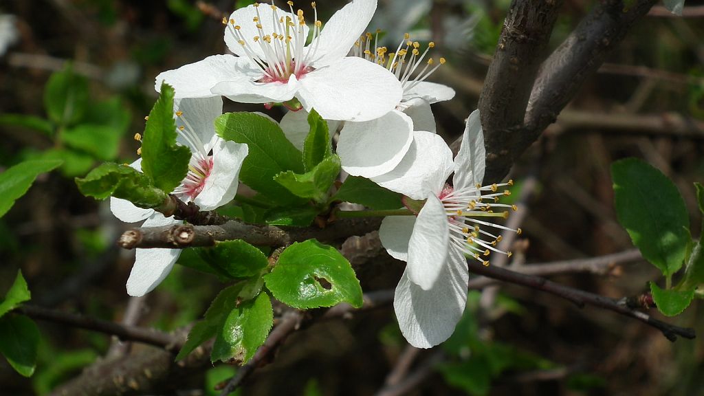 .Śliwa (Prunus L)