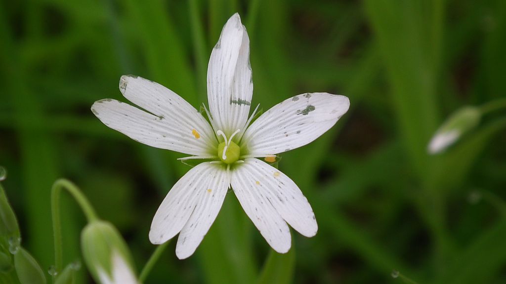 Gwiazdnica (Stellaria L.)