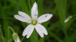 Gwiazdnica (Stellaria L.)