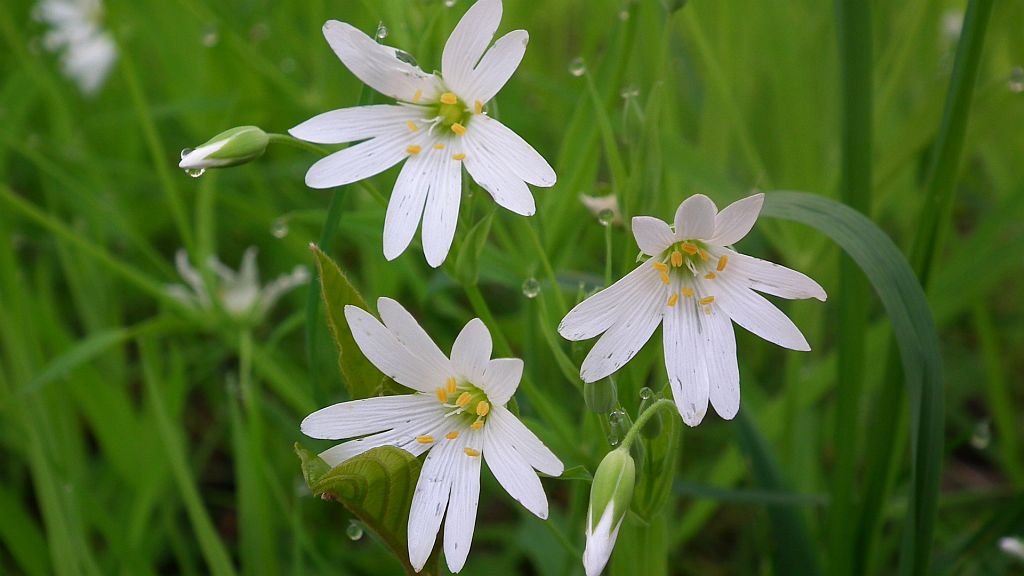 Gwiazdnica (Stellaria L.)