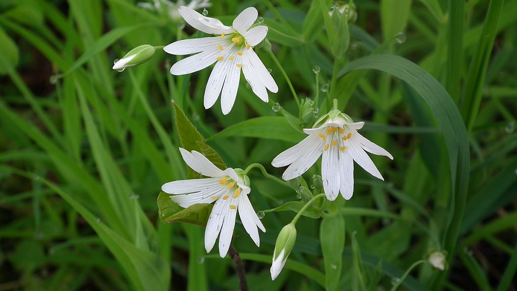 Gwiazdnica (Stellaria L.)