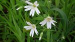 Gwiazdnica (Stellaria L.)