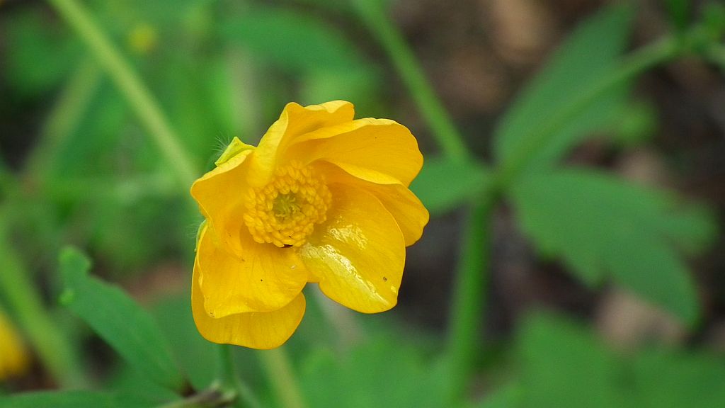 Jaskier ostry (Ranunculus acris L.)