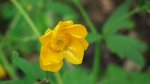 Jaskier ostry (Ranunculus acris L.)