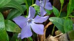 Barwinek pospolity (Vinca minor L.)
