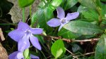 Barwinek pospolity (Vinca minor L.)
