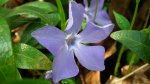 Barwinek pospolity (Vinca minor L.)
