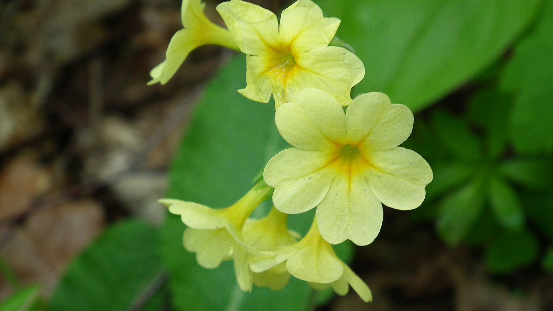 Pierwiosnek wyniosły, pierwiosnka wyniosła (Primula elatior)