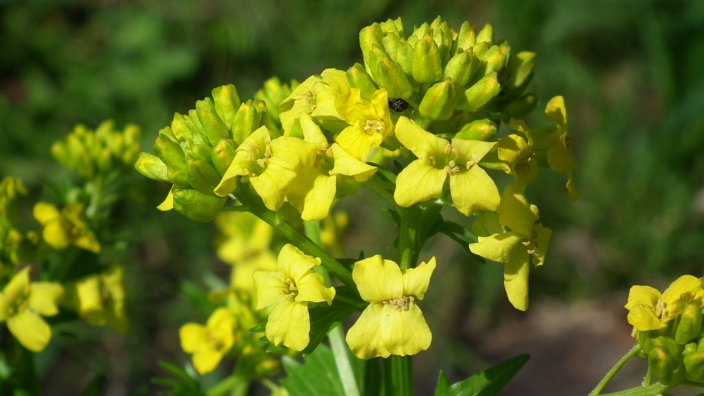Pszonak drobnokwiatowy (Erysimum cheiranthoides)