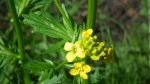Pszonak drobnokwiatowy (Erysimum cheiranthoides)