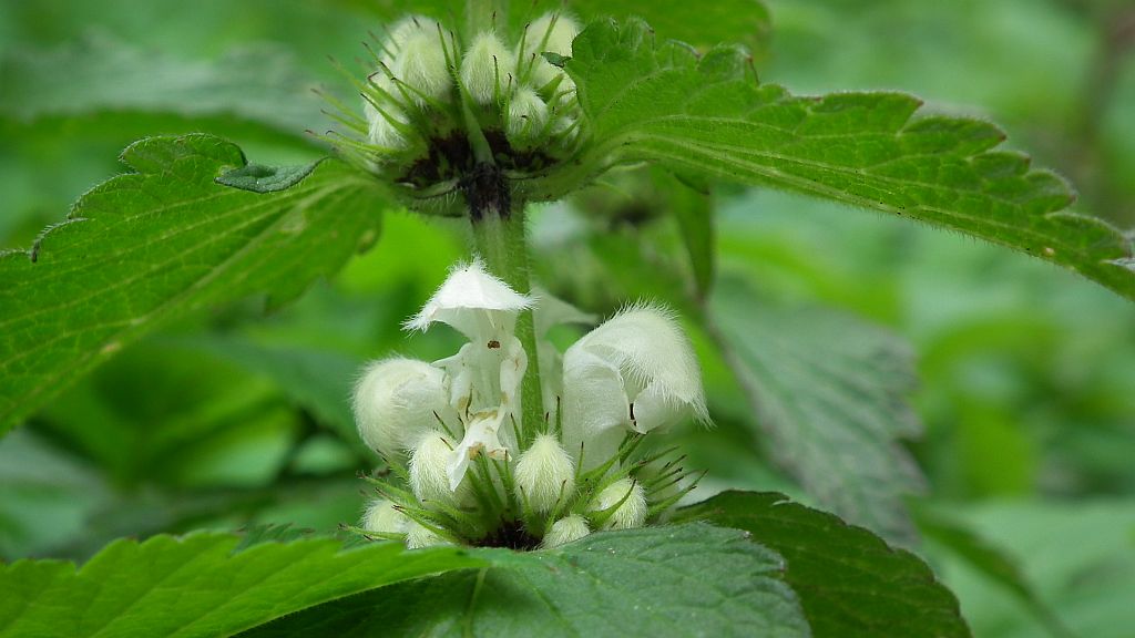Jasnota biała (Lamium album L.)