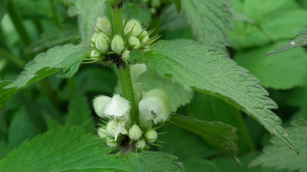 Jasnota biała (Lamium album L.)