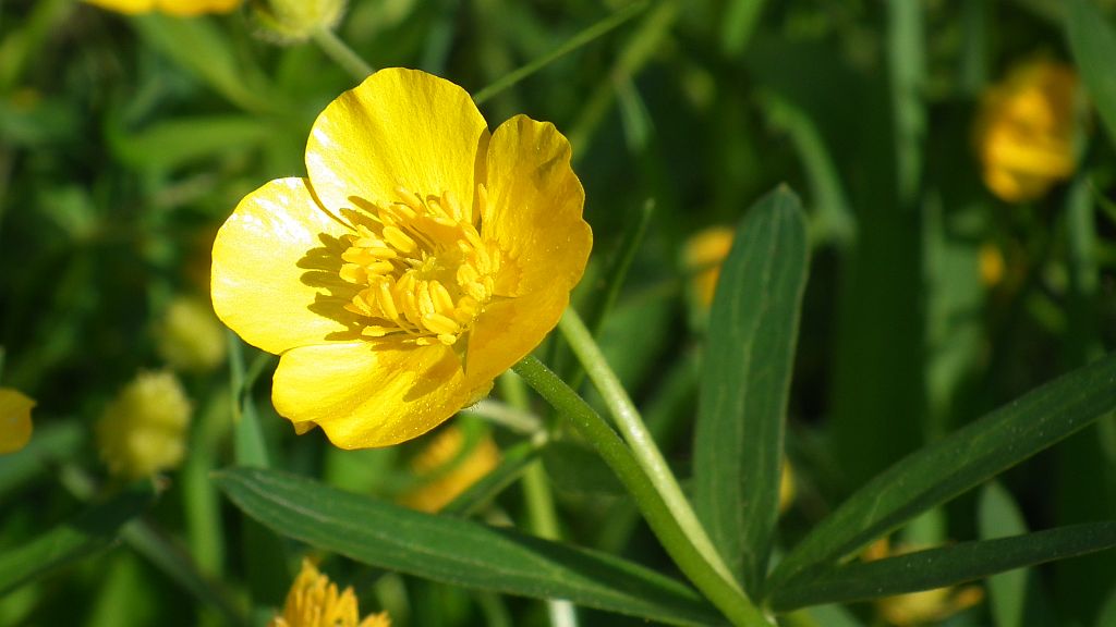 Jaskier ostry (Ranunculus acris L.)