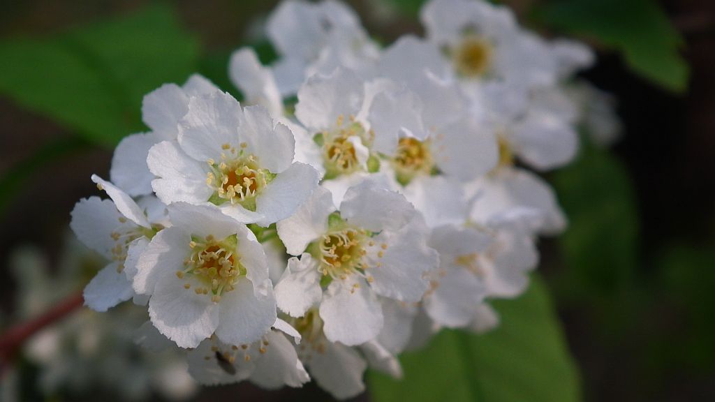 Czeremcha pospolita (Prunus padus)