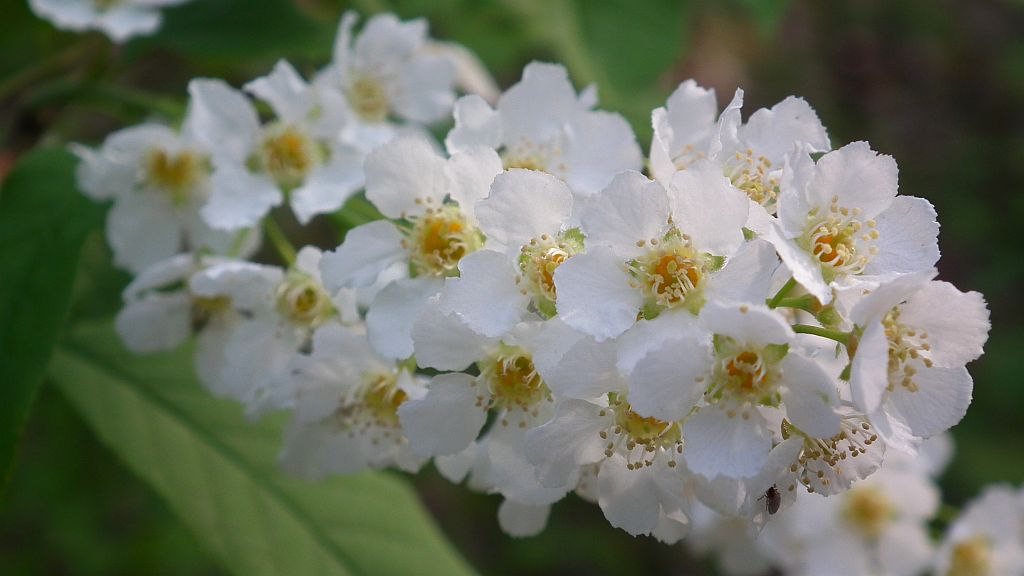 Czeremcha pospolita (Prunus padus)