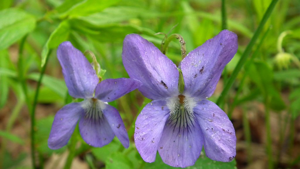 Fiołek wonny (Viola odorata)