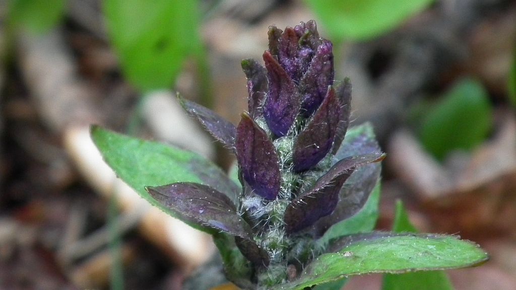 Dąbrówka rozłogowa (Ajuga reptans)