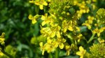 Pszonak drobnokwiatowy (Erysimum cheiranthoides)