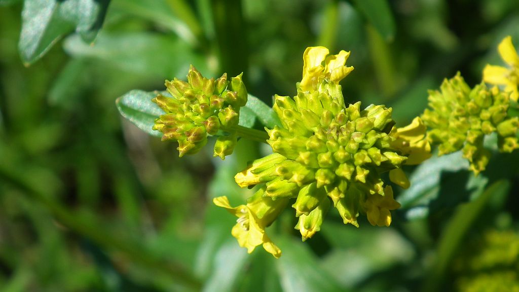 Pszonak drobnokwiatowy (Erysimum cheiranthoides)
