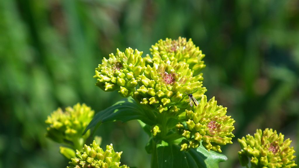Pszonak drobnokwiatowy (Erysimum cheiranthoides)