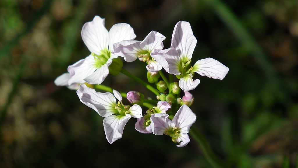 Rzeżucha (Cardamine L.)