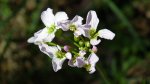 Rzeżucha (Cardamine L.)