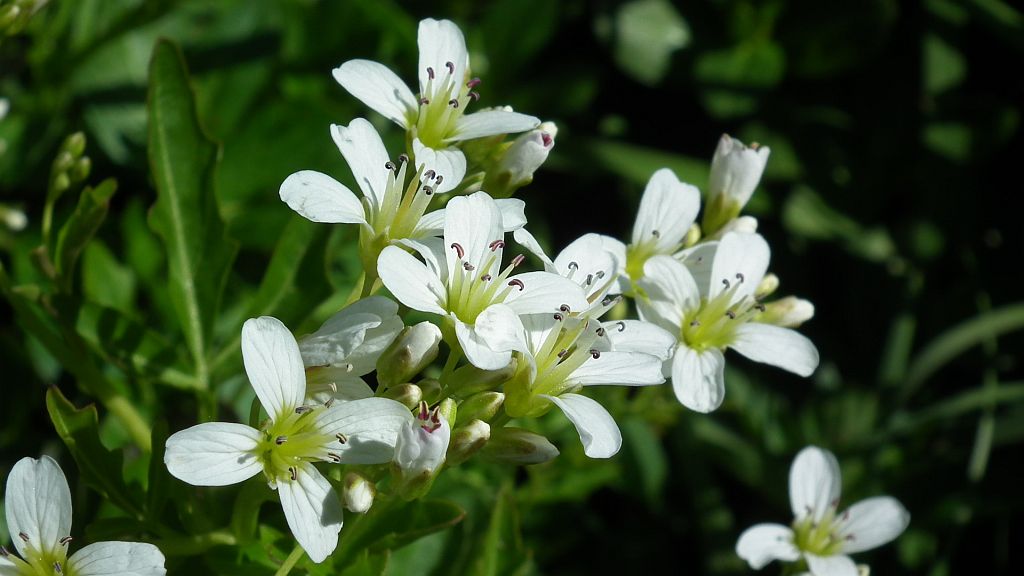 Rzeżucha gorzka (Cardamine amara)
