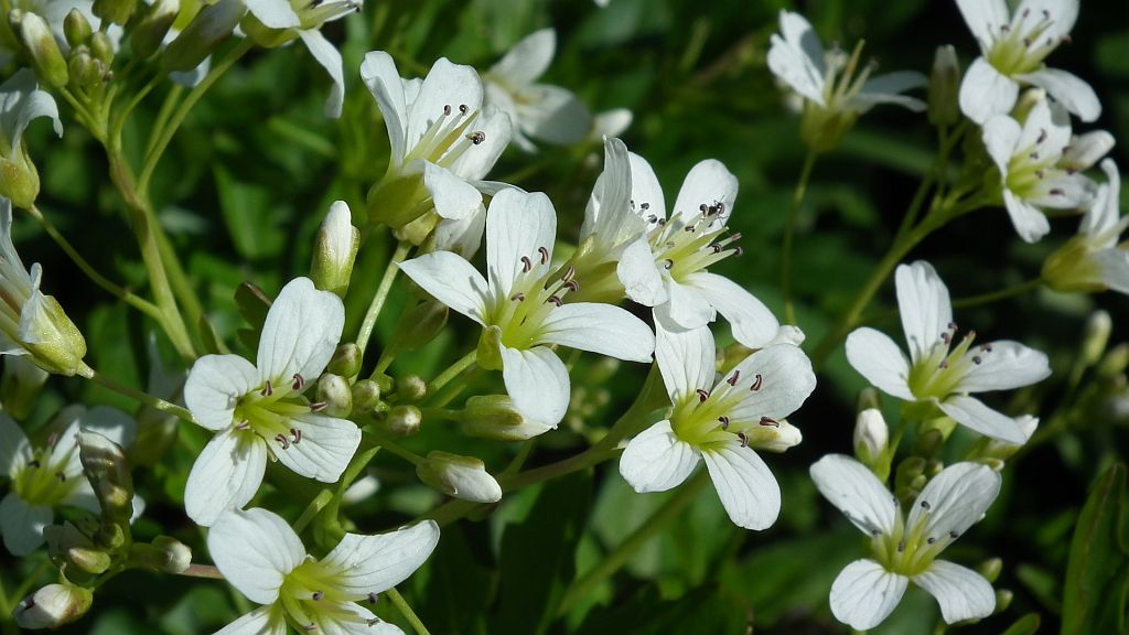 Rzeżucha gorzka (Cardamine amara)
