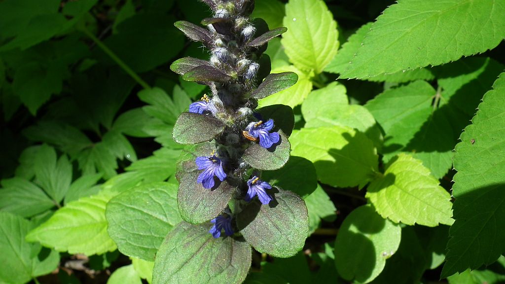 Dąbrówka rozłogowa (Ajuga reptans)