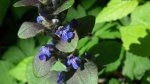 Dąbrówka rozłogowa (Ajuga reptans)