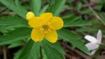 Zawilec żółty (Anemone ranunculoides L.)