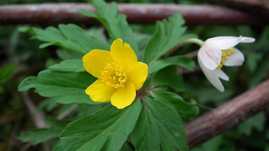 Zawilec żółty (Anemone ranunculoides L.) i Zawilec gajowy (Anemone nemorosa L.)