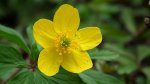 Zawilec żółty (Anemone ranunculoides L.)