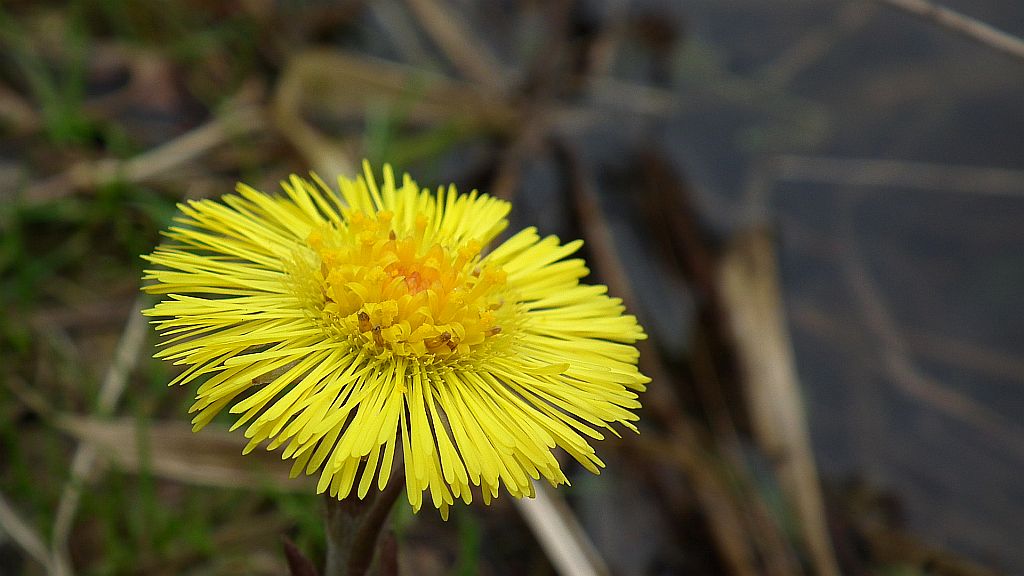 Podbiał pospolity (Tussilago farfara L.)