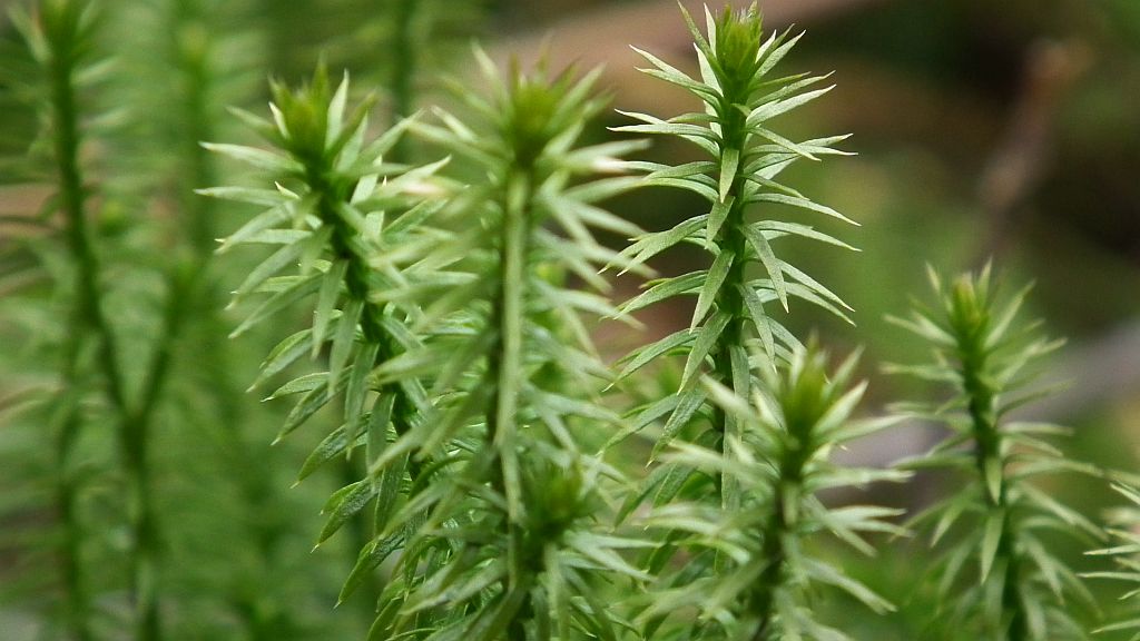 Widłak jałowcowaty, widłak gajowy (Lycopodium annotinum)