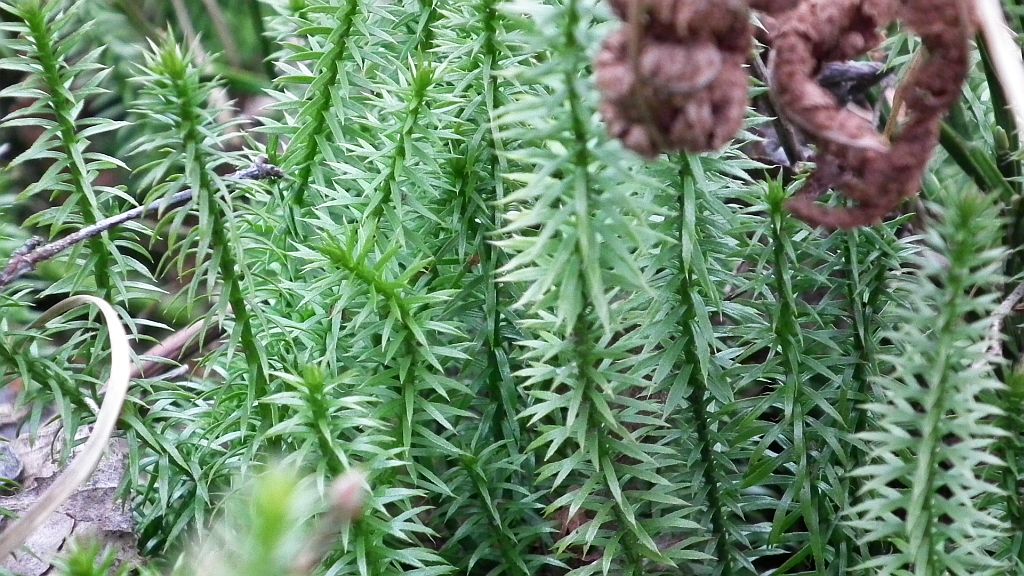 Widłak jałowcowaty, widłak gajowy (Lycopodium annotinum)