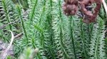 Widłak jałowcowaty, widłak gajowy (Lycopodium annotinum)