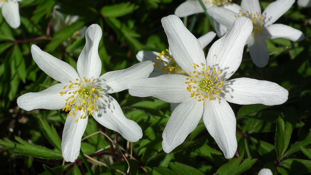 Zawilec gajowy (Anemone nemorosa L.)