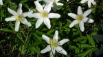 Zawilec gajowy (Anemone nemorosa L.)