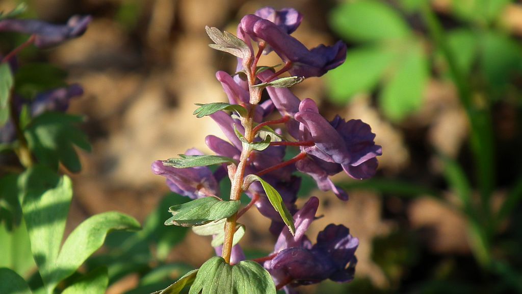 Kokorycz pusta (Corydalis cava)